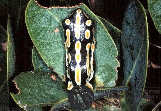 unidentified tree-toad 