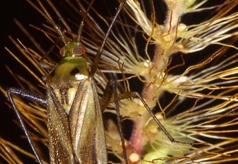 Adelphocoris lineolatus 