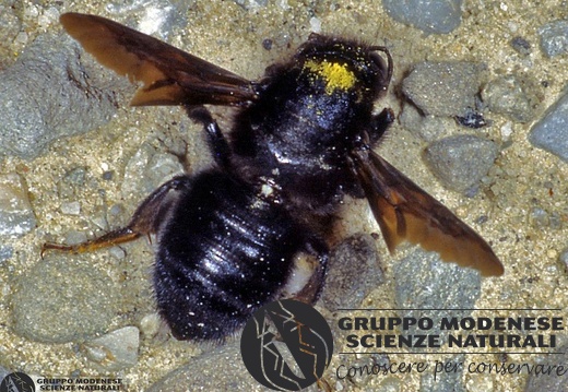 Andrena pilipes 