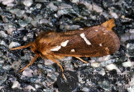 Korscheltellus lupulinus 