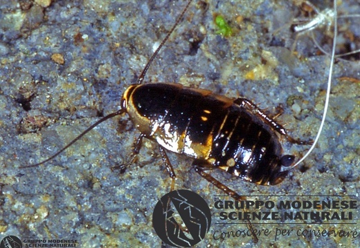 Loboptera decipiens 
