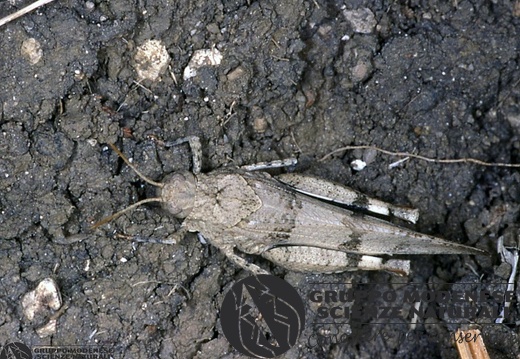 Oedipoda caerulescens 