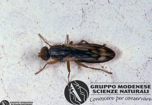 Opomyza germinationis 