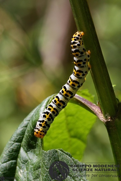 Cucullia  scrophulariae larva3.jpg
