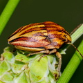 Odontotarsus purpureolinatus