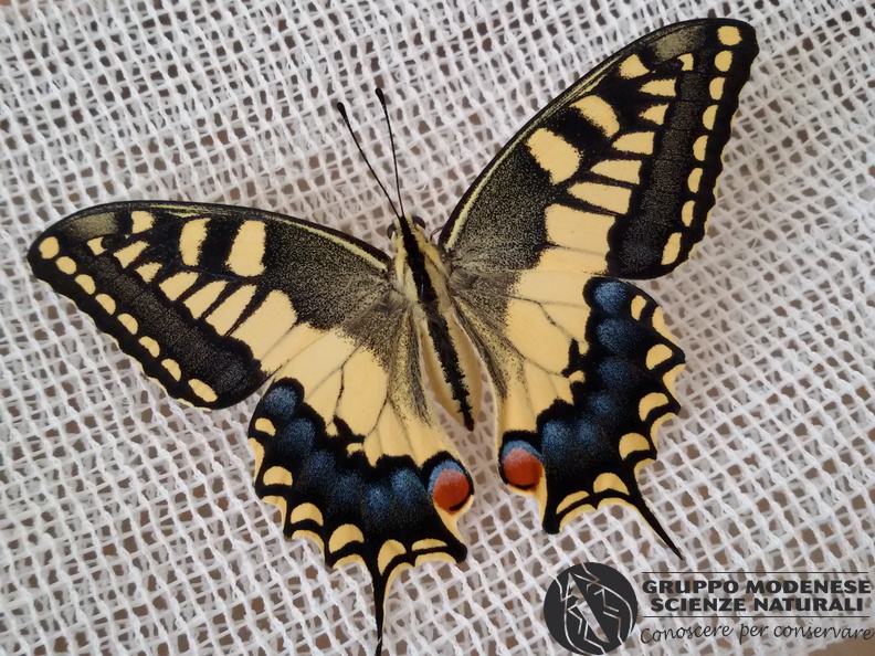 Papilio machaon ♀
Linnaeus, 1758 
