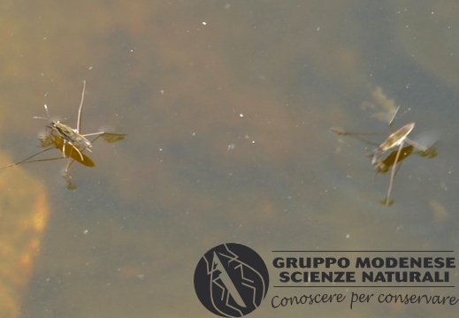 Gerride-Gerris lacustris dubio - Bioblitz 2020 #iorestoacasa - Salvatore Caiazzo - BB2020-414