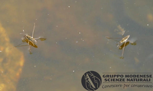 Gerride-Gerris lacustris dubio - Bioblitz 2020 #iorestoacasa - Salvatore Caiazzo - BB2020-414.jpg