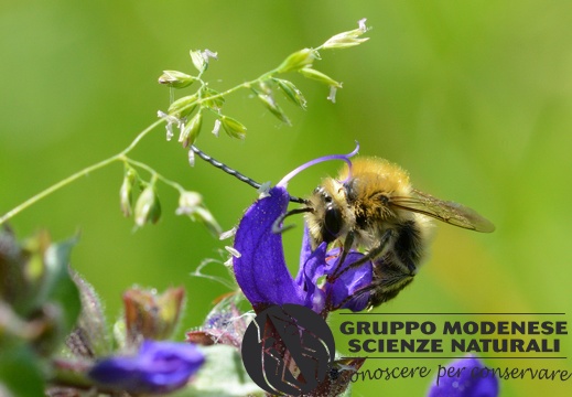 Eucera sp. (maschio) - Bioblitz 2020 #iorestoacasa - Riccardo Poloni - BB2020-556