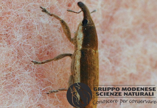 C Lixus sp. (Curculionidae) CMt 2020 04 24 - Bioblitz 2020 #iorestoacasa - Franziska Barbieri - BB2020-627
