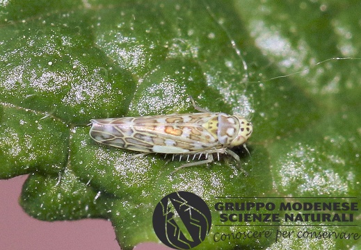 H Eupteryx decemnotata (Cicadellidae typhlocybinae) CMt 2020 04 24 - Bioblitz 2020 #iorestoacasa - Franziska Barbieri - BB2020-621