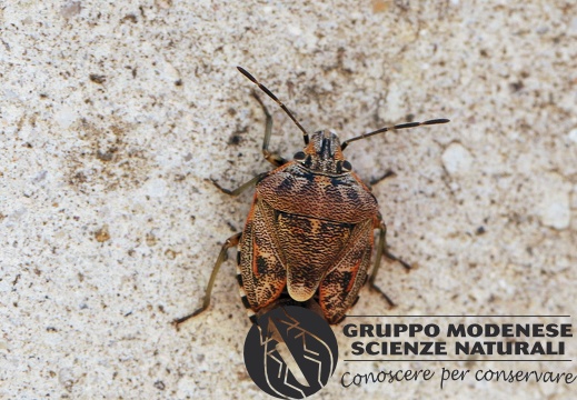 H Holcogaster fibulata (Pentatomidae) CMt 2020 04 24 - Bioblitz 2020 #iorestoacasa - Franziska Barbieri - BB2020-619