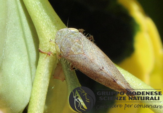 H IMG 0619m Fieberiella florii (Cicadellidae Deltocephalinae) CMt 2020 04 24 - Bioblitz 2020 #iorestoacasa - Franziska Barbieri - BB2020-618