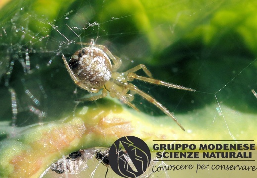 R Philloneta sp. (Theridiidae) CMt 2020 04 24 - Bioblitz 2020 #iorestoacasa - Franziska Barbieri - BB2020-635