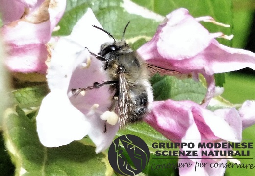 Anthophora crinipes (maschio) - Bioblitz 2020 #iorestoacasa - Lucio Saltini - BB2020-647