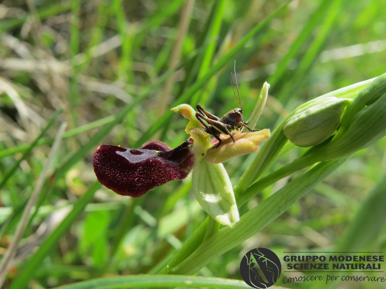 Ibrido Ophrys bertolonii x Ophrys sphegodes (3) - Bioblitz 2020 #iorestoacasa - Andrea Gambarelli - BB2020-656.JPG