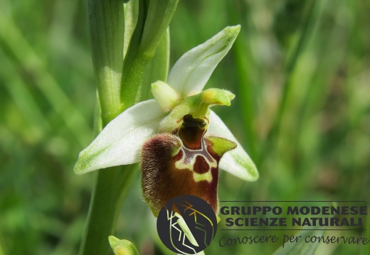 Ophrys appennina - Bioblitz 2020 #iorestoacasa - Andrea Gambarelli - BB2020-658