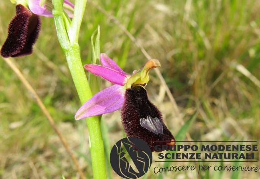 Ophrys bertoloni benacensis - Bioblitz 2020 #iorestoacasa - Andrea Gambarelli - BB2020-659
