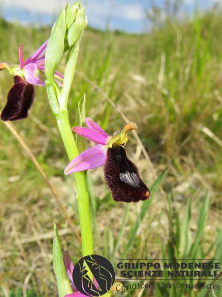 Ophrys bertoloni benacensis - Bioblitz 2020 #iorestoacasa - Andrea Gambarelli - BB2020-659.JPG