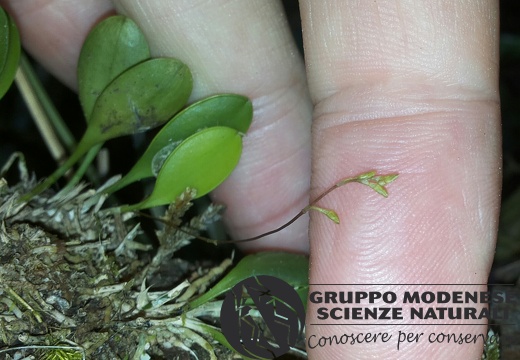 la più piccola orchidea - Bioblitz 2020 #iorestoacasa - Dario Sonetti - BB2020-689
