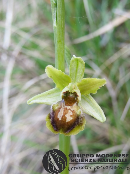 Ophrys sphegodes - Bioblitz 2020 #iorestoacasa - Andrea Gambarelli - BB2020-705.JPG