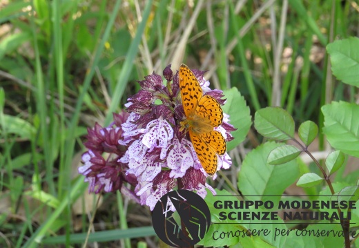 Orchis purpurea e Boloria euphrosyne - Bioblitz 2020 #iorestoacasa - Andrea Gambarelli - BB2020-708