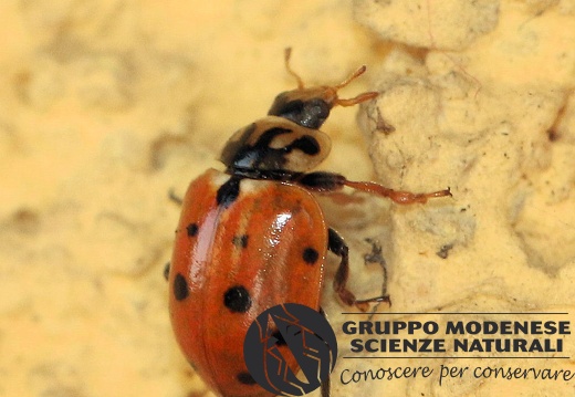C Hippodamia variegata (Coccinellidae) - Bioblitz 2020 #iorestoacasa - Franziska Barbieri - BB2020-728