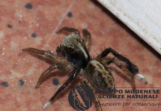 R Saitis barbipes masch.  (Salticidae)  - Bioblitz 2020 #iorestoacasa - Franziska Barbieri - BB2020-763