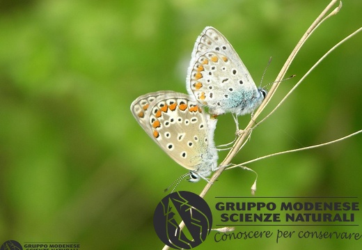 Lycaena dispar (Haworth, 1803)