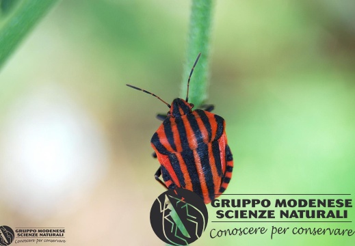 Graphosoma lineatum italicum (O.F. Müller, 1766)