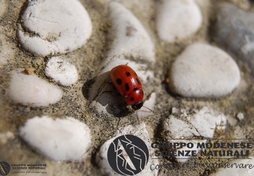 Gonioctena (Spartomena) fornicata (Brüggemann, 1873)