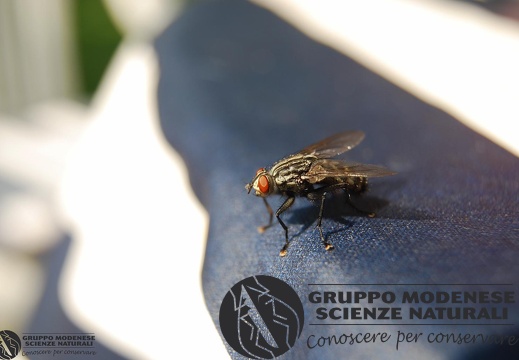 Musca cf.domestica Linnaeus 1758