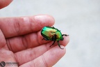 Protaetia (Cetonischema) aeruginosa (Drury, 1770)