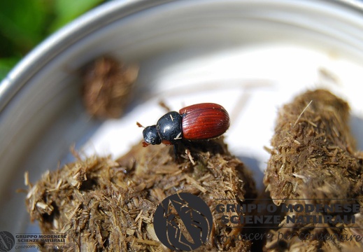 Aphodius fimetarius (Linnaeus, 1758)