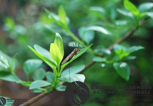 Tipula sp.