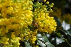 Apis mellifera Linnaeus, 1758