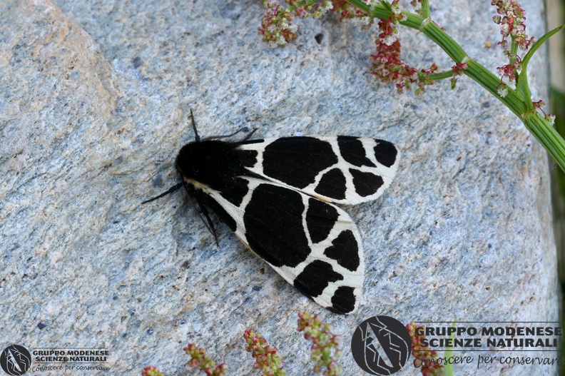 ordine: Lepidoptera
famiglia: Erebidae
specie: Arctia flavia (Fuessly 1779)
data: 27_06_2011
Distribuzione e note: Alpi. Localizzata. Larve polifaghe su molte specie di piante erbacee EFERR0001.jpg