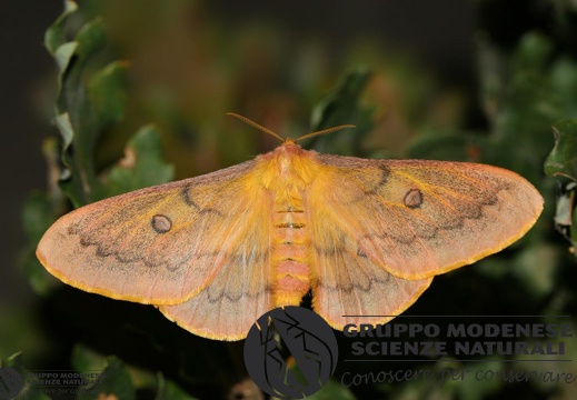 Saturnia (Perisomena) caecigena Kupido 1825