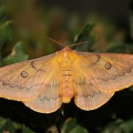 Saturnia (Perisomena) caecigena Kupido 1825