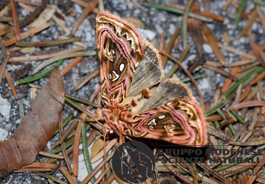 Panchrysia v-argenteum       (Esper 1798)