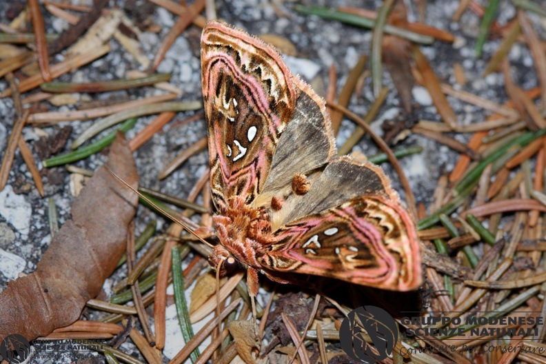 ordine: Lepidoptera
famiglia: Noctuidae
specie: Panchrysia v-argenteum (Esper 1798)
data: 07_08_2009
Distribuzione e note: Tutta la fascia alpina, localizzata. Larve su Thalictrum e Isoporum EFERR0005.jpg