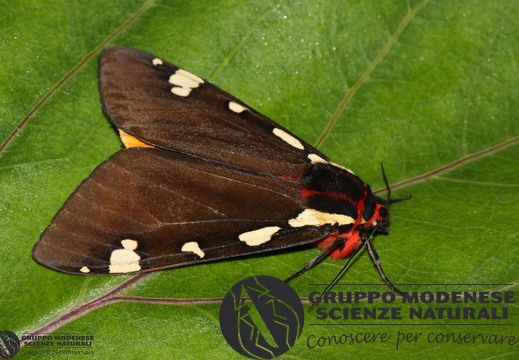 Pericallia matronula       (Linnaeus 1758)