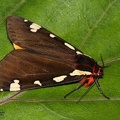 Pericallia matronula       (Linnaeus 1758)