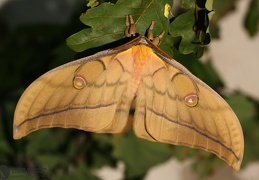 Antheraea (Antheraea) yamamai (Guerin-Meneville 1861)