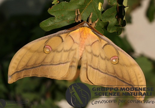 Antheraea (Antheraea) yamamai (Guerin-Meneville 1861)