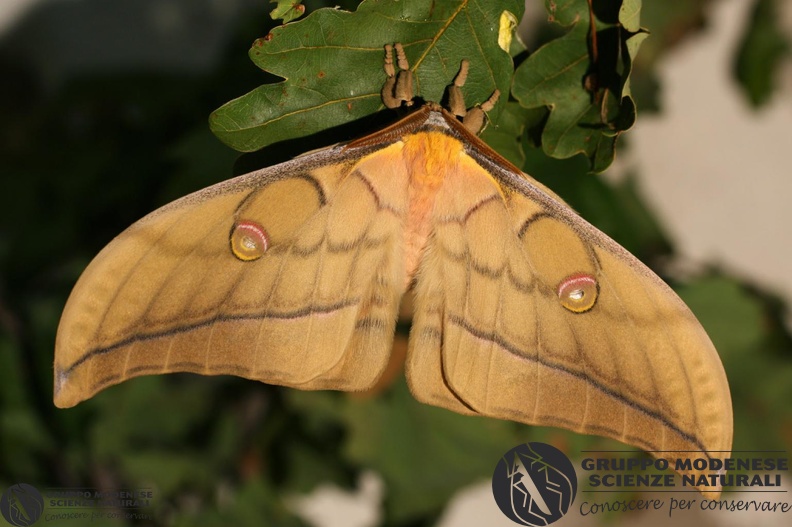 ordine: Lepidoptera
famiglia: Saturniidae
specie: Antheraea (Antheraea) yamamai (Guerin-Meneville 1861)
data: 13_07_2010
Distribuzione e note: Friuli Venezia Giulia, specie alloctona. Larve su Quercus. EFERR0007.jpg