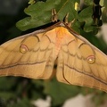 Antheraea (Antheraea) yamamai (Guerin-Meneville 1861)