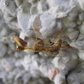 Mantispa styriaca (Poda 1761)