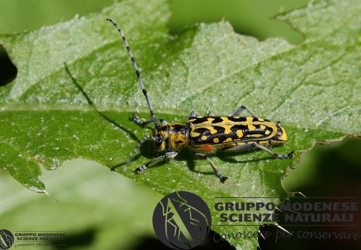 Saperda scalaris            (Linnaeus 1758)