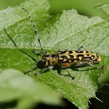 Saperda scalaris            (Linnaeus 1758)